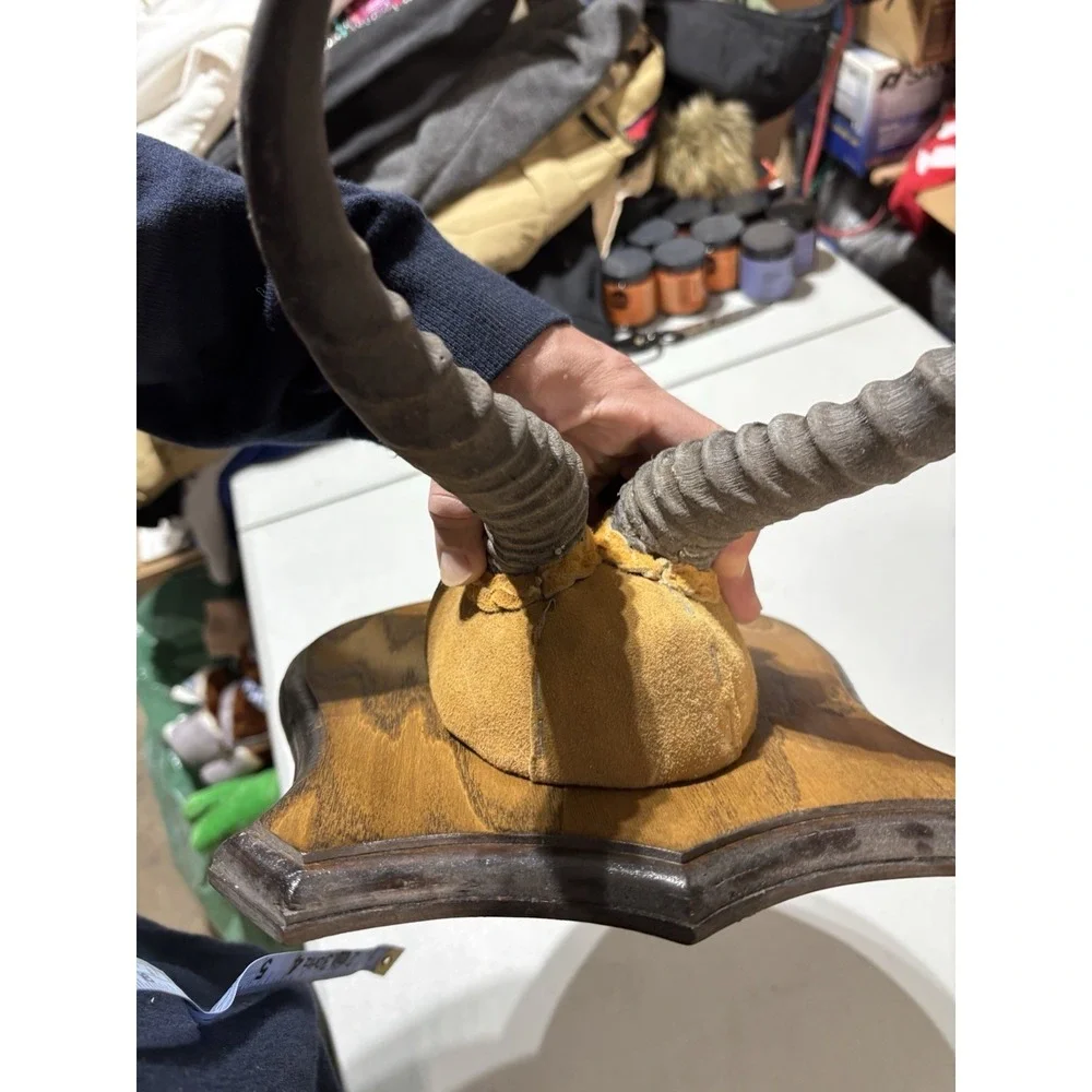 African Springbok Horns Vtg Plaque Taxidermy‎ Mount